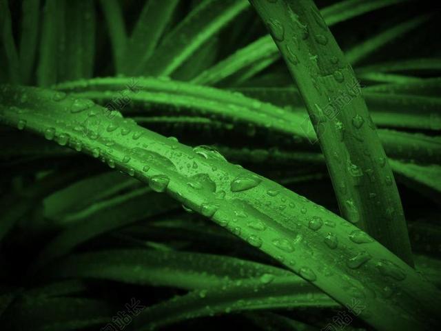 绿色自然植物草本树木枝叶背景图片