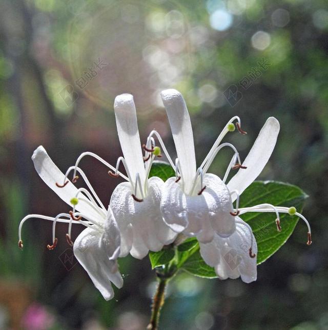 白色自然植物草本植物特写背景图片