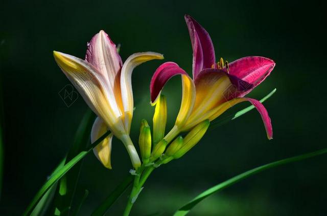 黄花菜 花 花园 性质 夏季