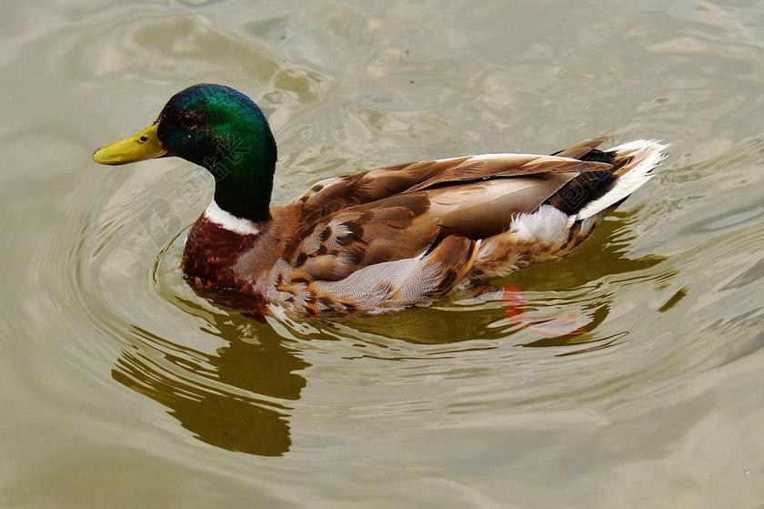 鸭 鸟 羽毛 水禽 家禽 条例草案 性质 动物 游泳