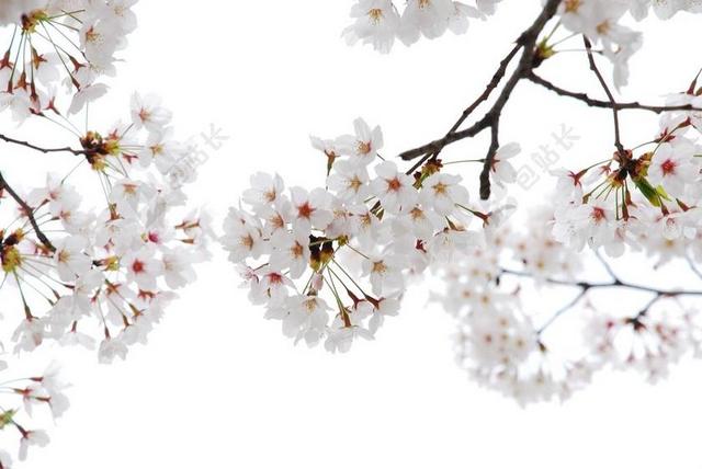 樱桃花 花角 贴上