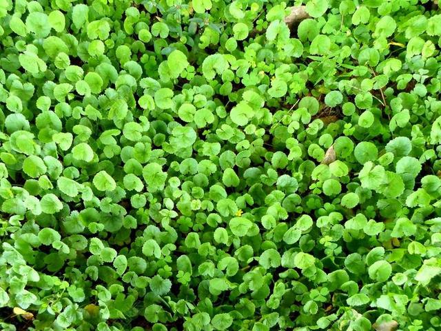 积雪 亚洲 PENNYWORT 印度 PENNYWORT 中药 草药