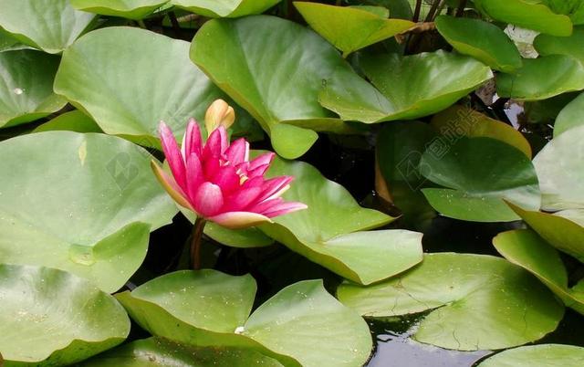 睡莲 水 水生植物 花 开花 湖玫瑰 性质 池塘 簇簇