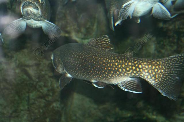 特劳特 鱼 水族馆 海鲜 新鲜 海洋 河 自然 饮食 咸水