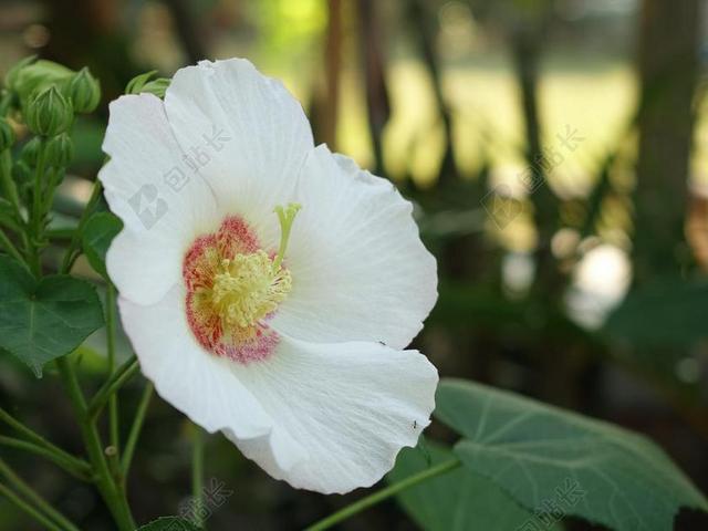 山芙蓉 狗頭芙蓉 三醉芙蓉 酸芙蓉 花 會變色的花