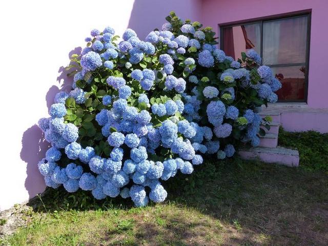 蓝色园林艺术创意花朵花球背景图片
