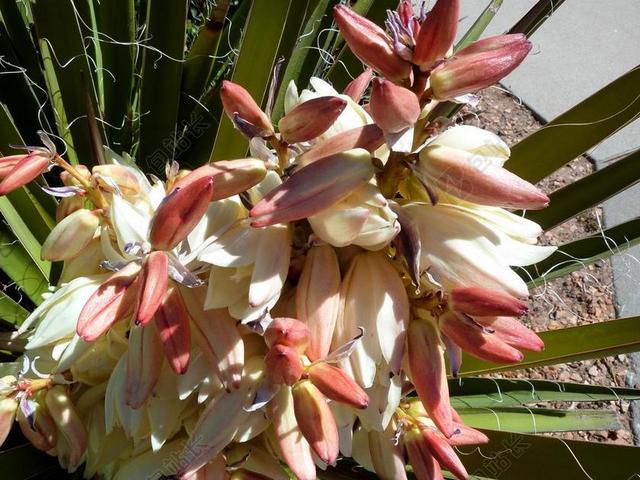 沙漠 SUCULENT 鲜花 开花 新鲜 花的 夏天 植物