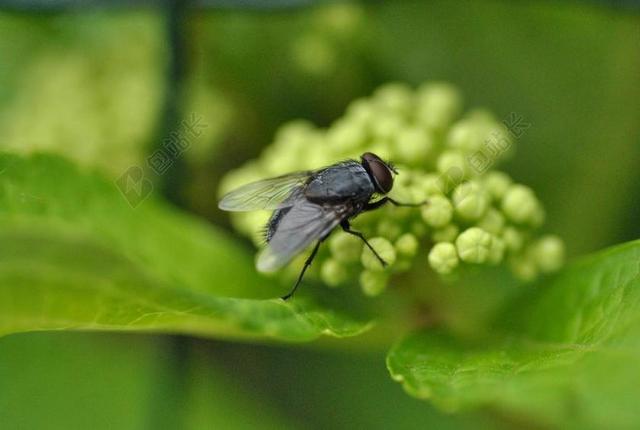 莫斯科 飞 苍蝇 昆虫 BUG 绿色 在布鲁姆飞 性质