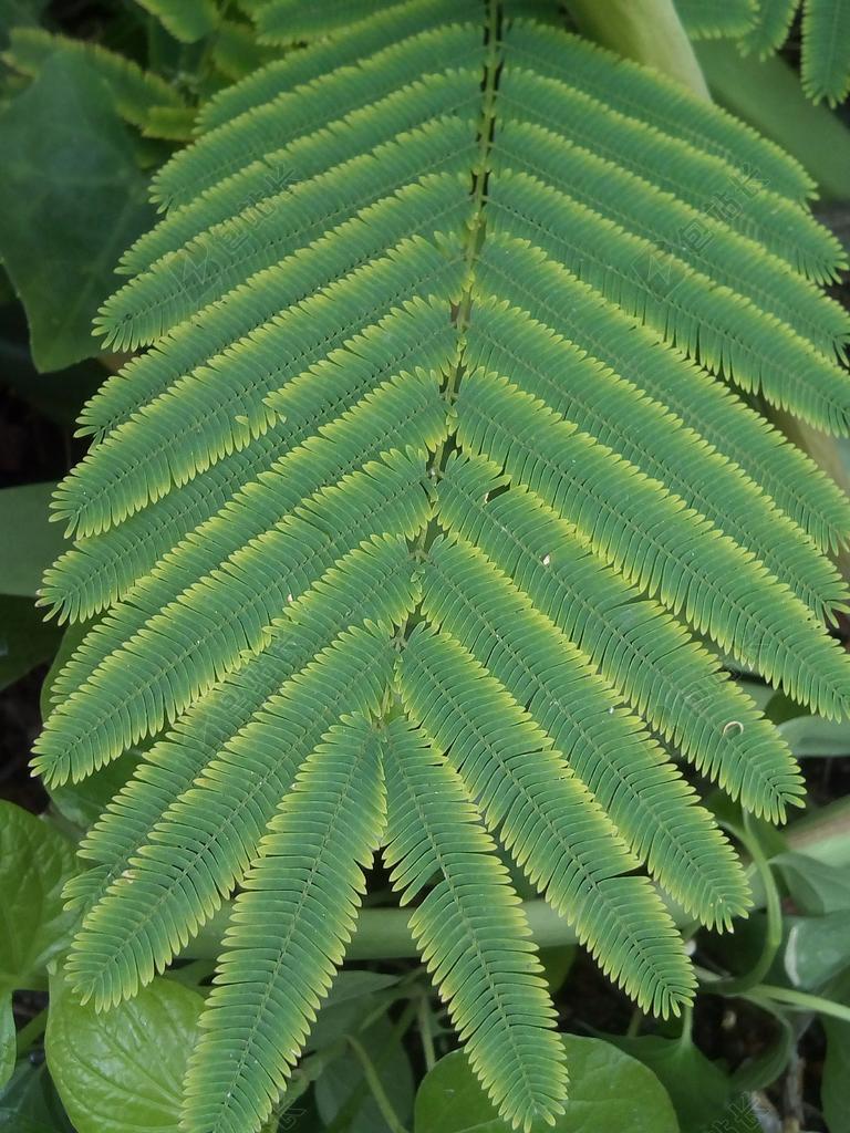 绿 厂 绿色的 查 白茶 单子叶植物 秋天的落叶 新鲜