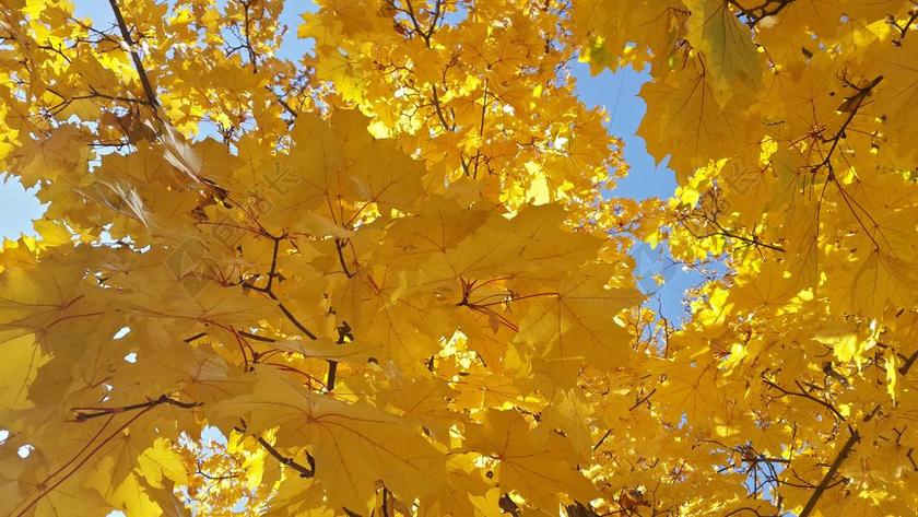 黄色秋天树叶树枝植物仰视背景图片