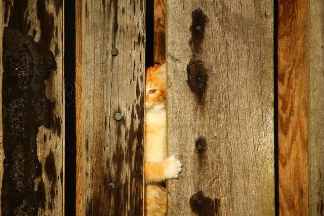 猫 小猫 木墙 藏身之地 红色鲭鱼斑 红猫 年轻的猫