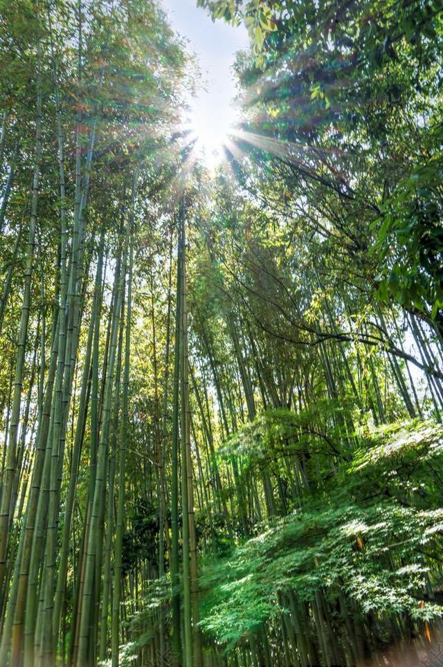 日本 岚山 竹林 SUNSTAR 绿色 京都 里程碑 引力