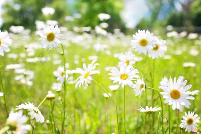 雏菊 原野 自然 夏天 鲜花 开花 黄色 花园 晚间 户外
