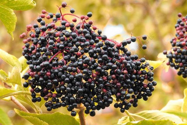 ELDERBERRIES 长老 黑接骨木 布什