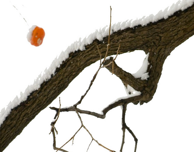 雪中的柿子树