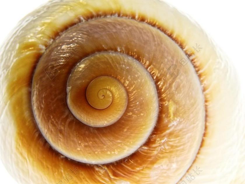 蜗牛 壳 外壳 性质 软体动物 海 海洋动物 石灰 螺旋