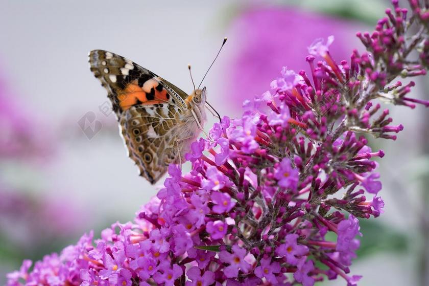 蝴蝶 紫丁香 夏季紫丁香 粉红色 粉红色的花 开花 动物 昆虫