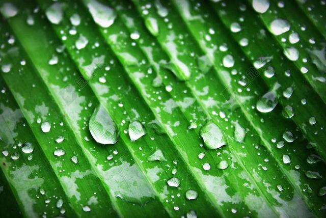 绿色水珠下雨雨滴植物背景图片