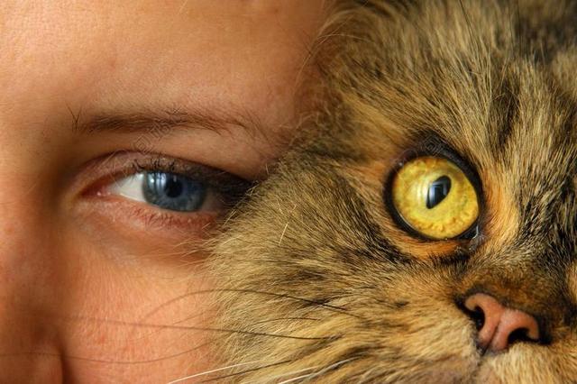 宠物猫人玩耍甜蜜背景图片