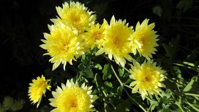 妈妈 花 黄色 菊花 开花 秋 自然