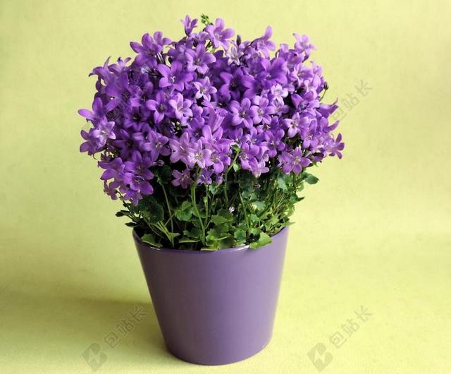 鲜花 花盆 盆栽