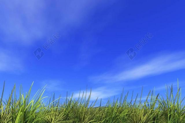 蓝色户外自然景观植物蓝天草地背景图片
