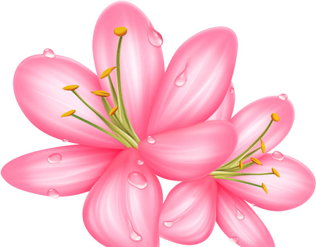 粉色花瓣