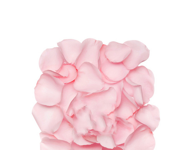 粉色玫瑰花