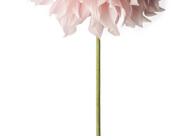 一朵花