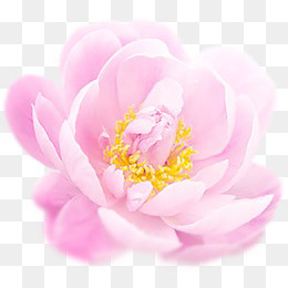 矢量粉色花朵