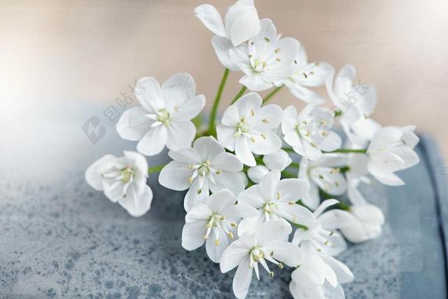 花 鲜花 白 白色的花 招标 韭菜花 静物 关闭