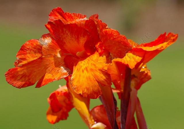美人蕉百合 花 盛开 橙色 花园 光明 澳大利亚