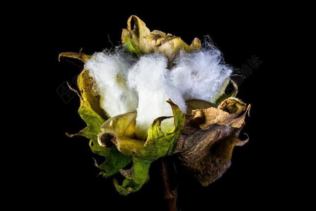 棉花胶囊 棉花 棉 厂