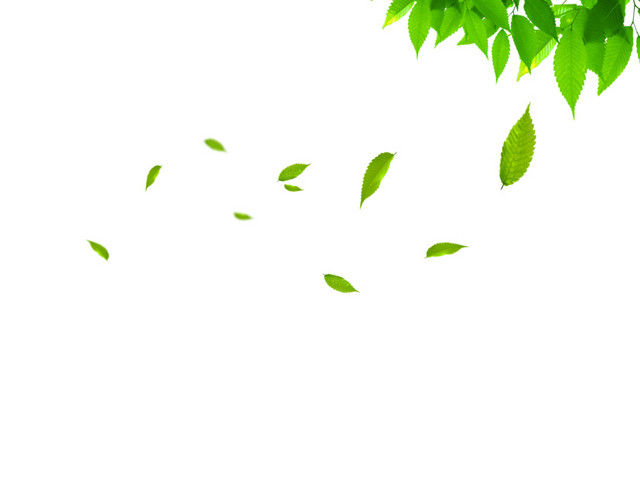 漂浮树叶