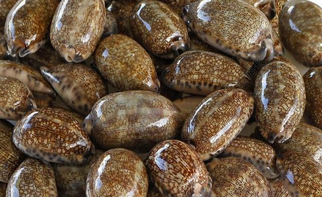 海贝壳 贝 宝贝科 CAURIES 瓷器 软体动物 腹