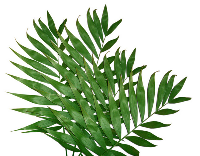 树叶芭蕉植物绿色