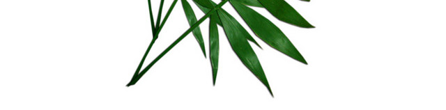 树叶芭蕉植物绿色