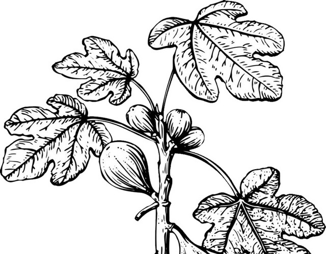 黑白素描无花果