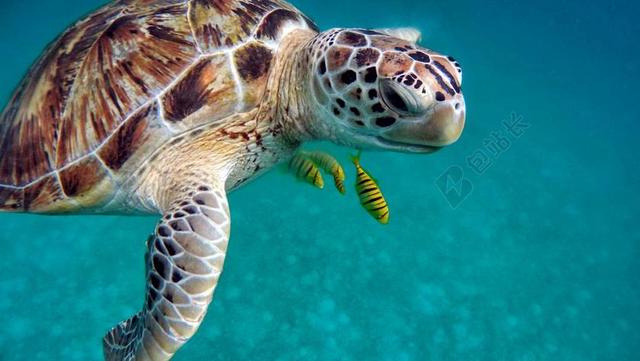 水 海 跳水 水下 海洋 子 浸入式 深度 假日 透明度