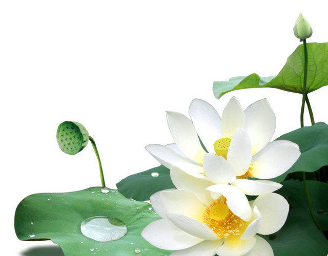 荷花图案