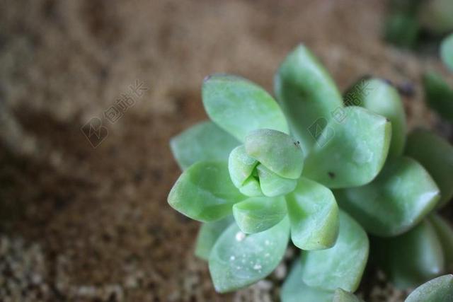 多肉 植物 小清新 绿色的