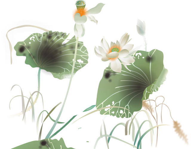 荷花