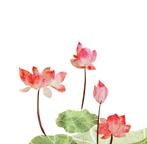 荷花荷叶