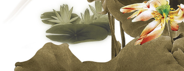中国画荷花蜻蜓