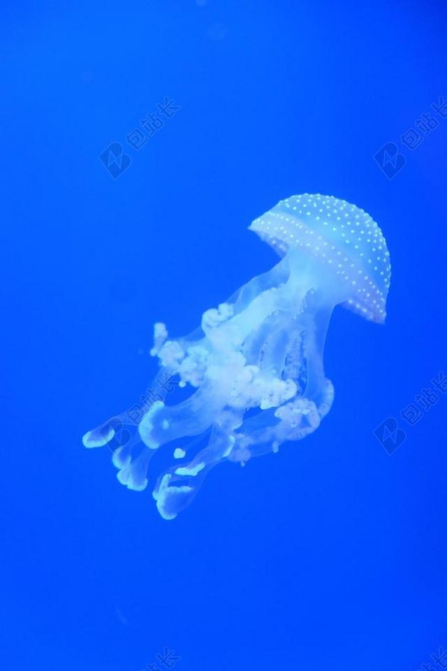 蓝色海洋生物自然生物生态水母背景图片