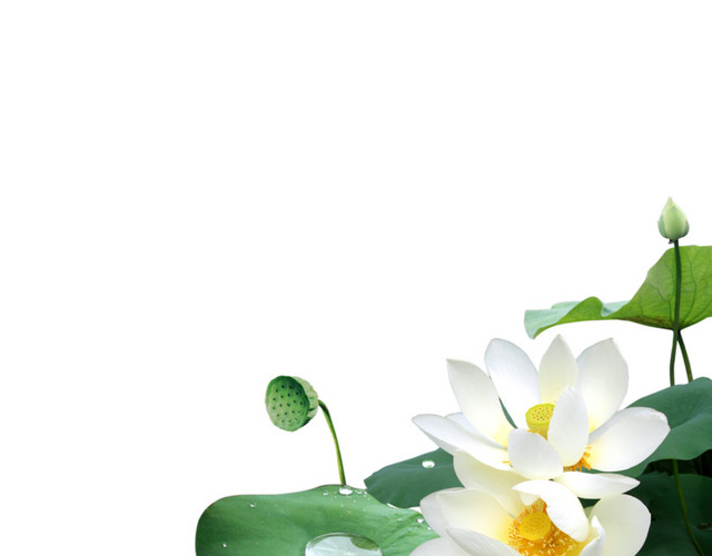 荷花