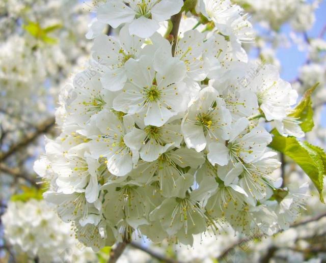 樱花 性质 春天 开花 厂 科 白 太阳 梅花 树 白花