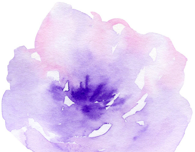 紫色水粉玫瑰花