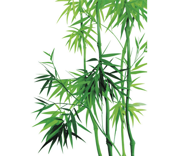 碧绿竹子