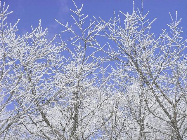 冬天枝头的积雪背景图片